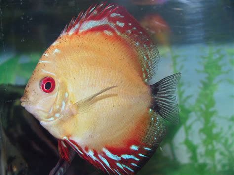 龍魚鰓蓋發色過程是怎樣的？，龍魚的鰓蓋發色過程是怎樣的？