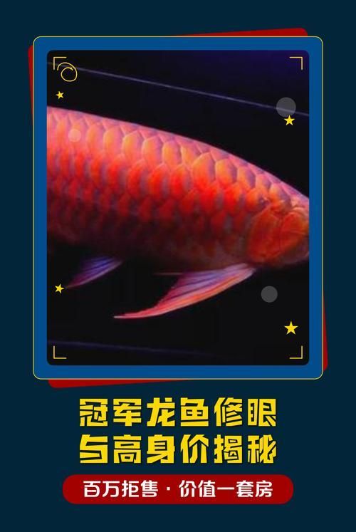 冠軍金龍魚的價格是多少，一條魚換一套房登上熱搜，冠軍金龍魚的價格是多少