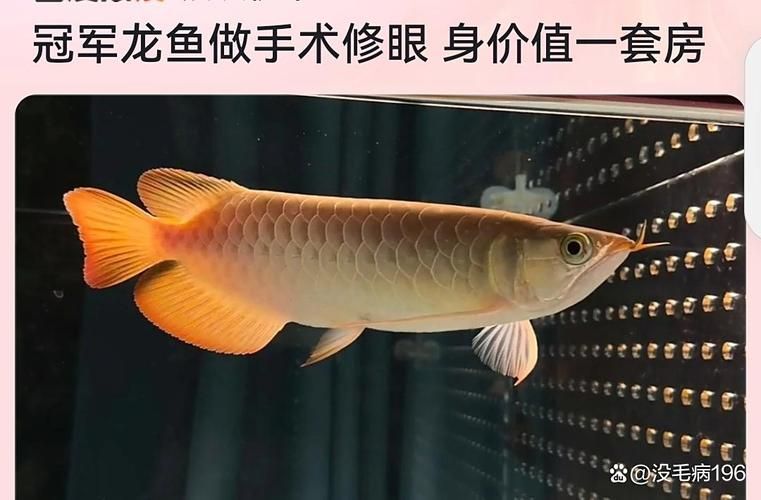 冠軍金龍魚的價格是多少，一條魚換一套房登上熱搜，冠軍金龍魚的價格是多少