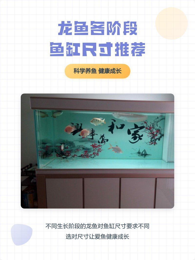龍魚缸需要多大才合適？，如何選擇適合龍魚的魚缸？