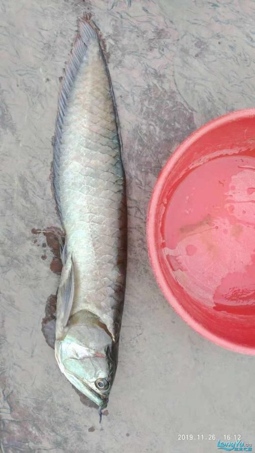 龍魚下顎起了肉疙瘩，應該如何緊急處理？，龍魚下顎出現肉疙瘩共調用戶要求詳細解釋龍魚下顎出現肉疙瘩