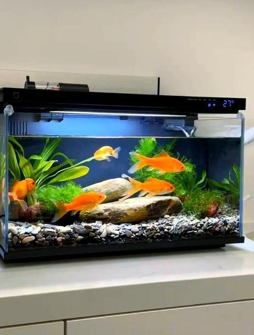再給我幾種魚缸的圖片詳解，家庭養魚之魚缸選擇