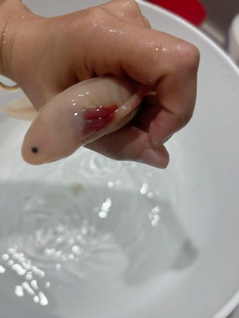 有哪些方法可以訓練六角恐龍魚，六角恐龍魚的飼養與行為訓練