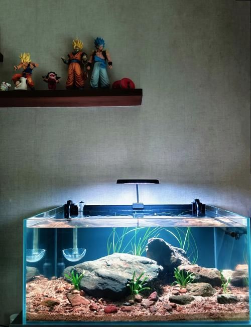 哪種擺放方式更有利于龍魚生長，龍魚水族箱擺放方式不僅影響其體態(tài)發(fā)育