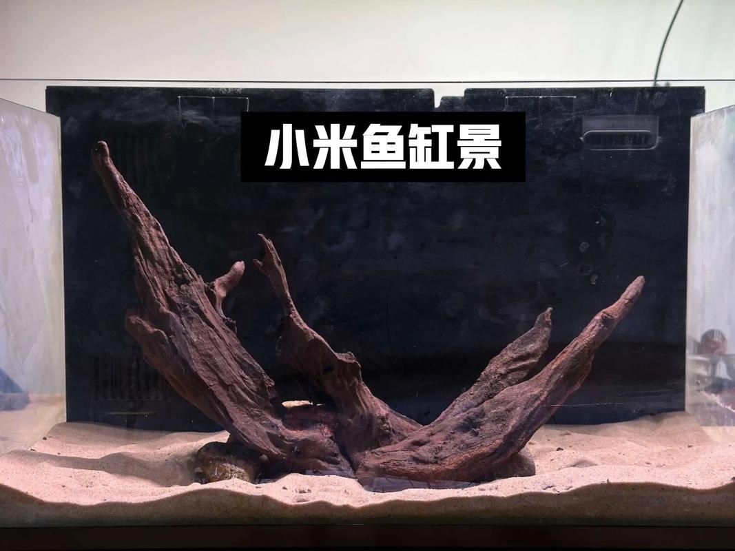哪種擺放方式更有利于龍魚生長，龍魚水族箱擺放方式不僅影響其體態(tài)發(fā)育