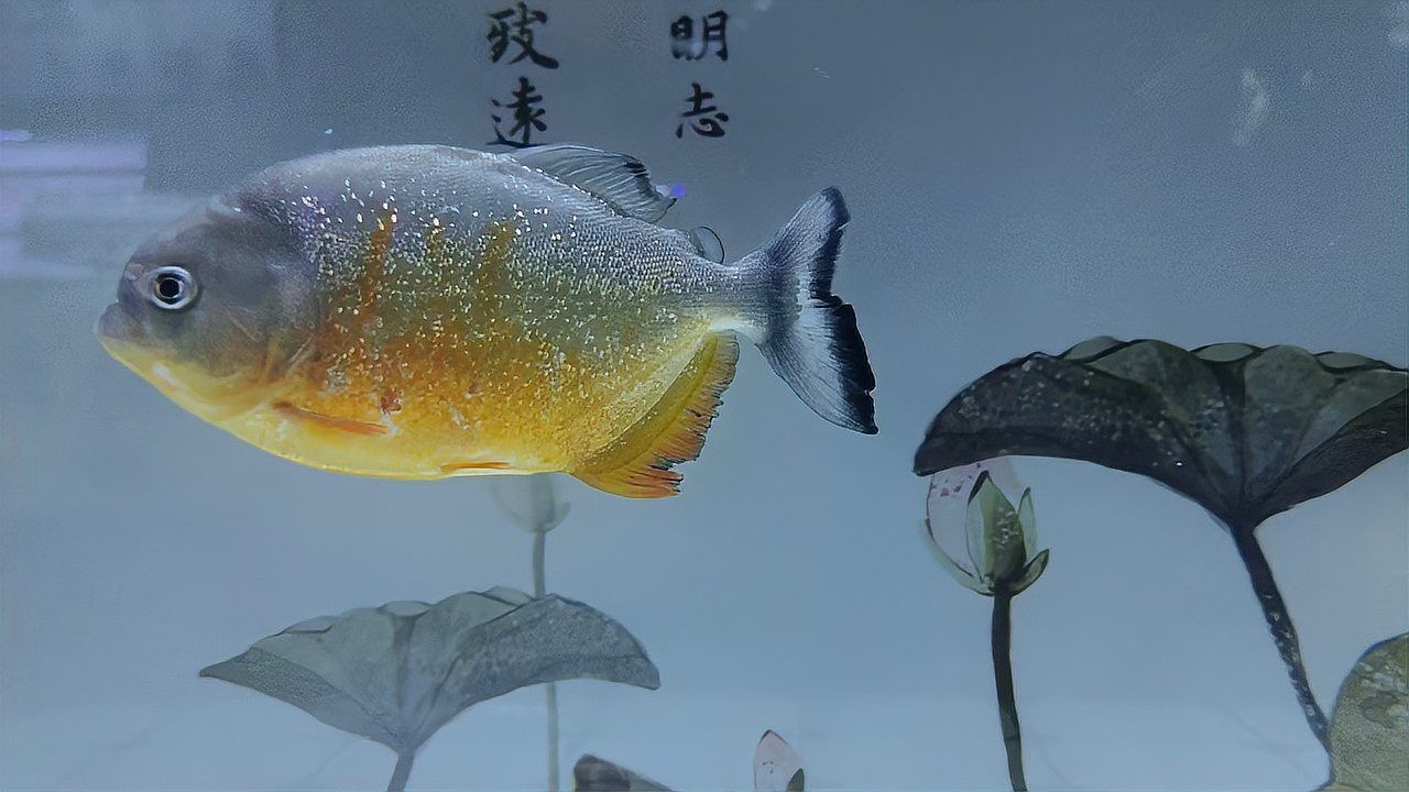 如何治療魚蒙眼病，養魚筆記第3季104集