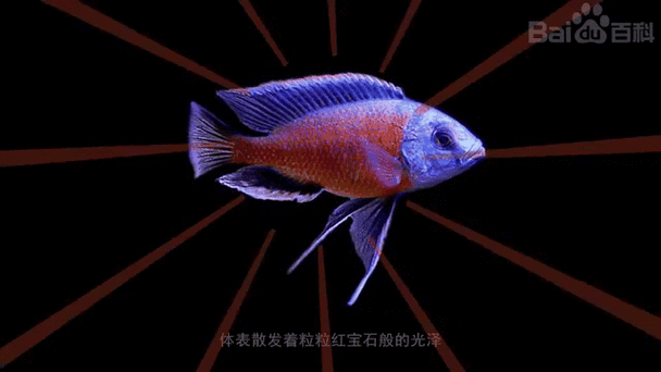 如何判斷三湖慈鯛是否充血，三湖慈鯛充血的詳細臨床表現、誘因分析三湖慈鯛充血表現