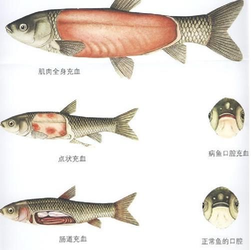 如何判斷三湖慈鯛是否充血，三湖慈鯛充血的詳細臨床表現、誘因分析三湖慈鯛充血表現