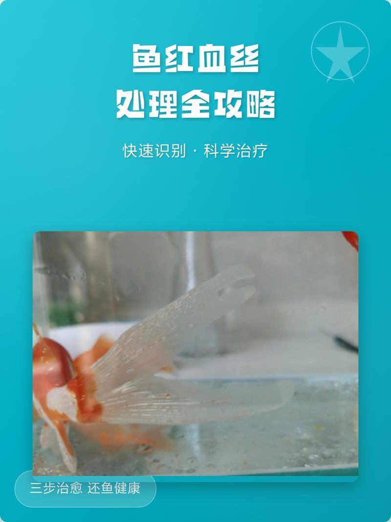 龍魚魚鰭血絲治療需要多久，龍魚魚鰭血絲處理全攻略