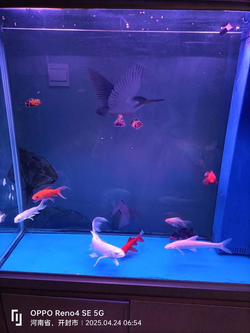 白子金龍魚需要哪些特殊設(shè)備