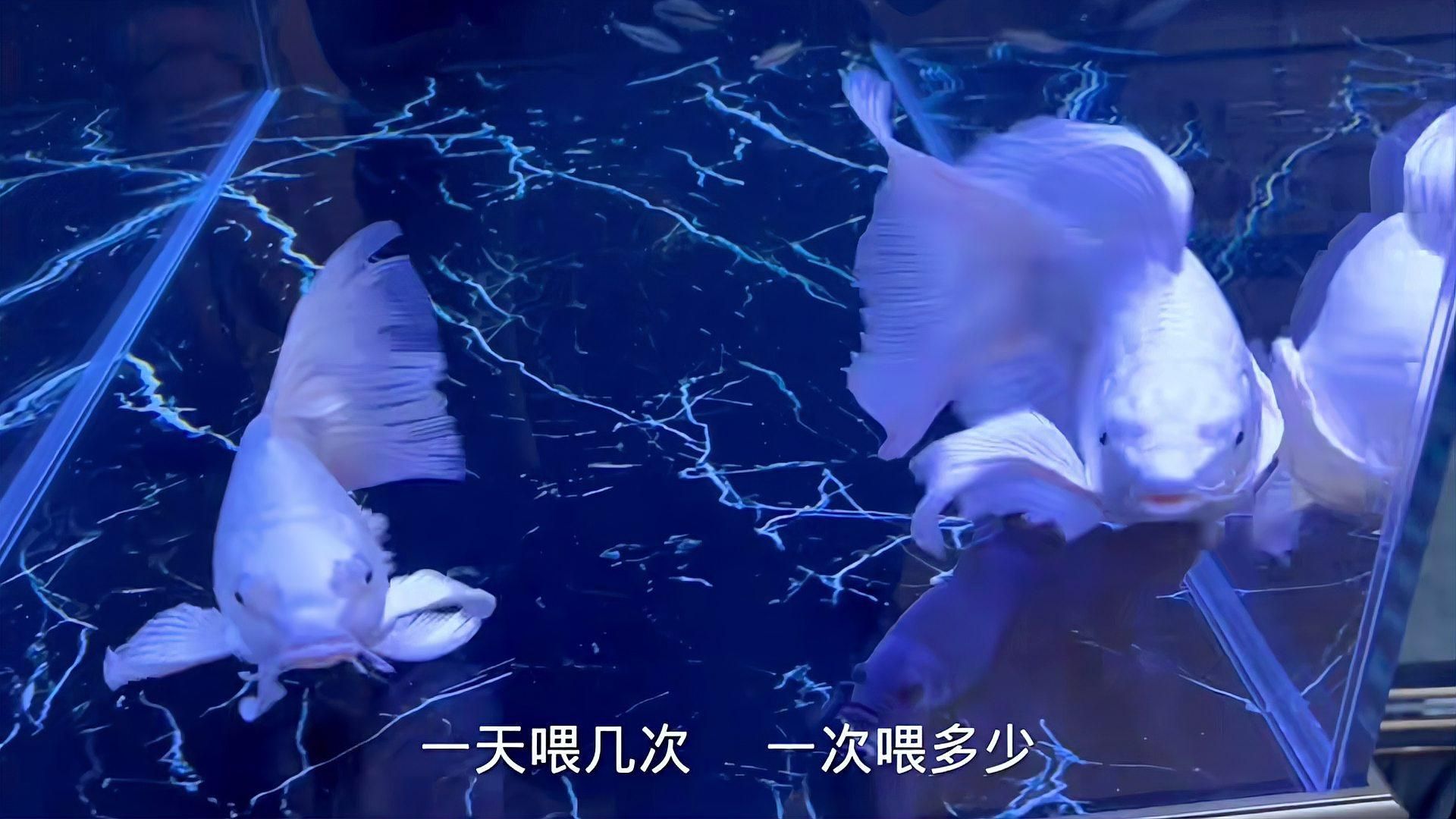 蝴蝶鯉多久喂一次？