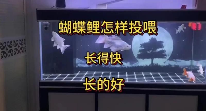 蝴蝶鯉多久喂一次？