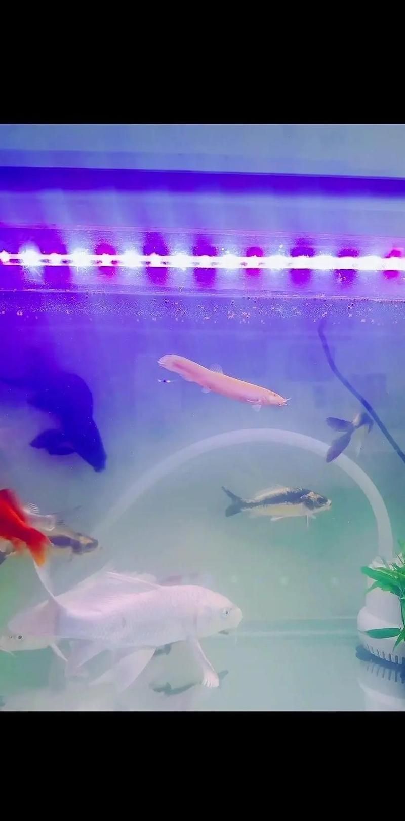 蝴蝶鯉多久喂一次？