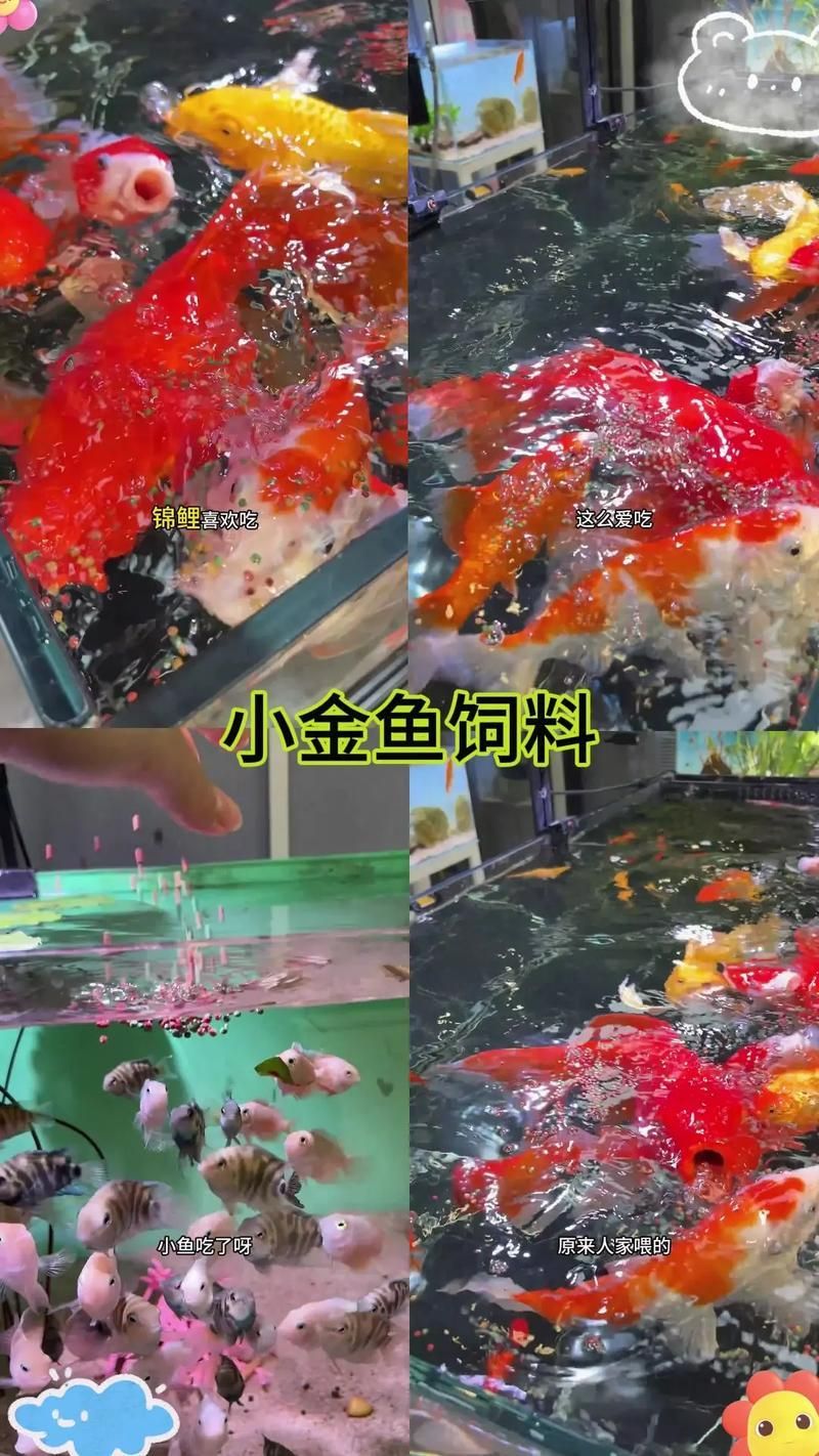 金魚專用魚糧有哪些品牌推薦，金魚專用魚糧品牌推薦，