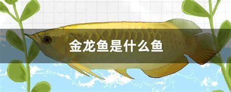 如何判斷金龍魚是否得病，如何判斷金龍魚的健康狀況