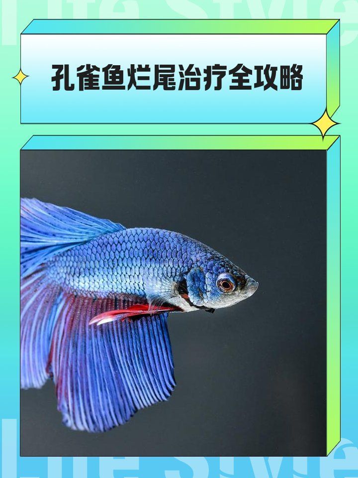 孔雀魚爛尾病最簡單治療，孔雀魚爛尾病最簡單治療,孔雀魚爛尾病最簡單治療方案