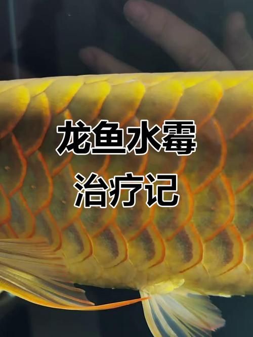 哪些藥物可以有效治療龍魚鱗發黑？，龍魚鱗片發黑怎么辦
