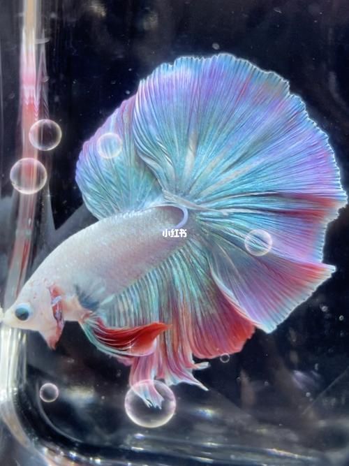 如何挑選健康的馬卡龍魚，如何判斷馬卡龍魚是否健康，如何挑選健康的馬卡龍魚