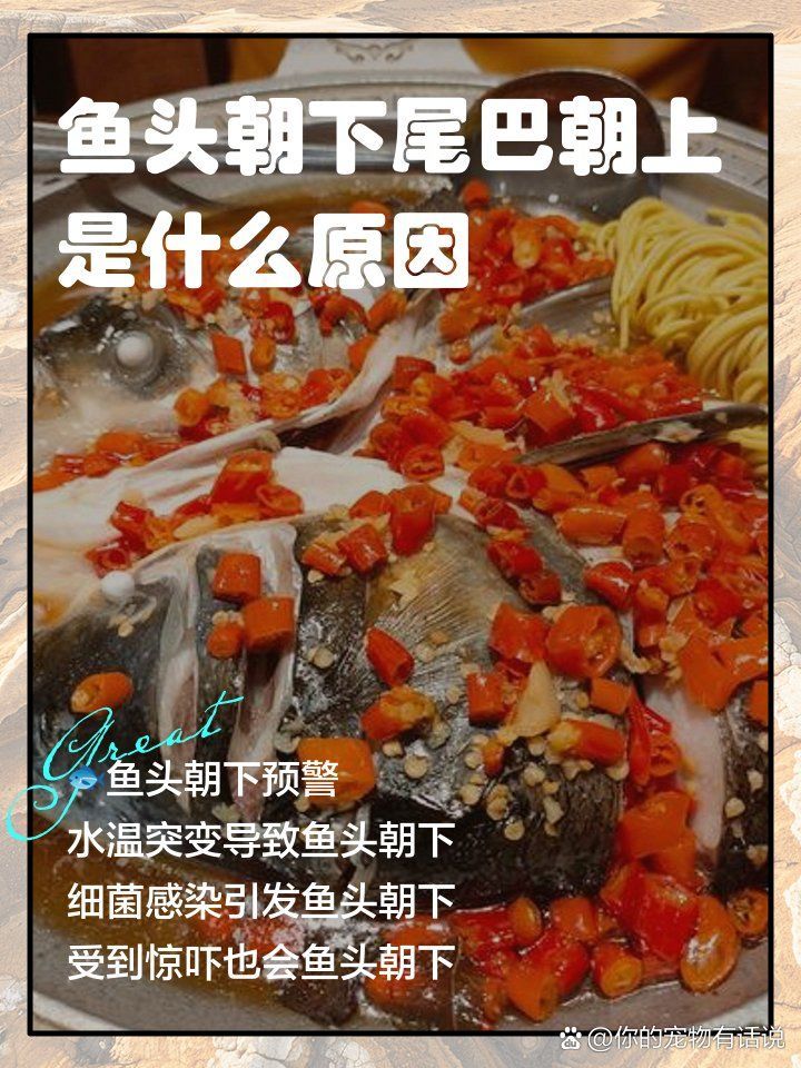 魚頭朝下尾巴朝上怎么治，魚頭朝下尾巴朝上是什么原因