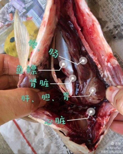如何判斷紅龍魚是否安全食用？，如何判斷紅龍魚是否安全