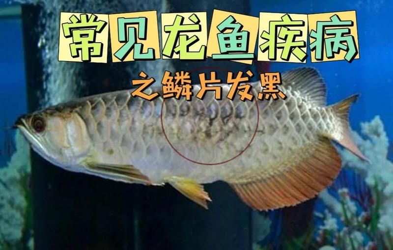 龍魚鱗片發黑多久會恢復，龍魚鱗片發黑3個原因及解決方法小新正能量發射站