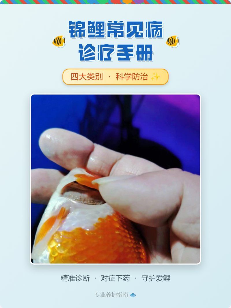 錦鯉寄生蟲感染會自愈嗎