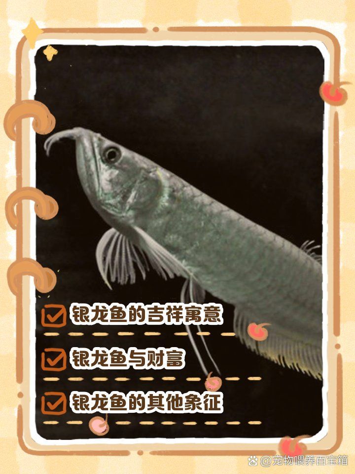 養一條銀龍魚代表什么，養一條銀龍魚代表什么，養一條銀龍魚代表什么象征與寓意
