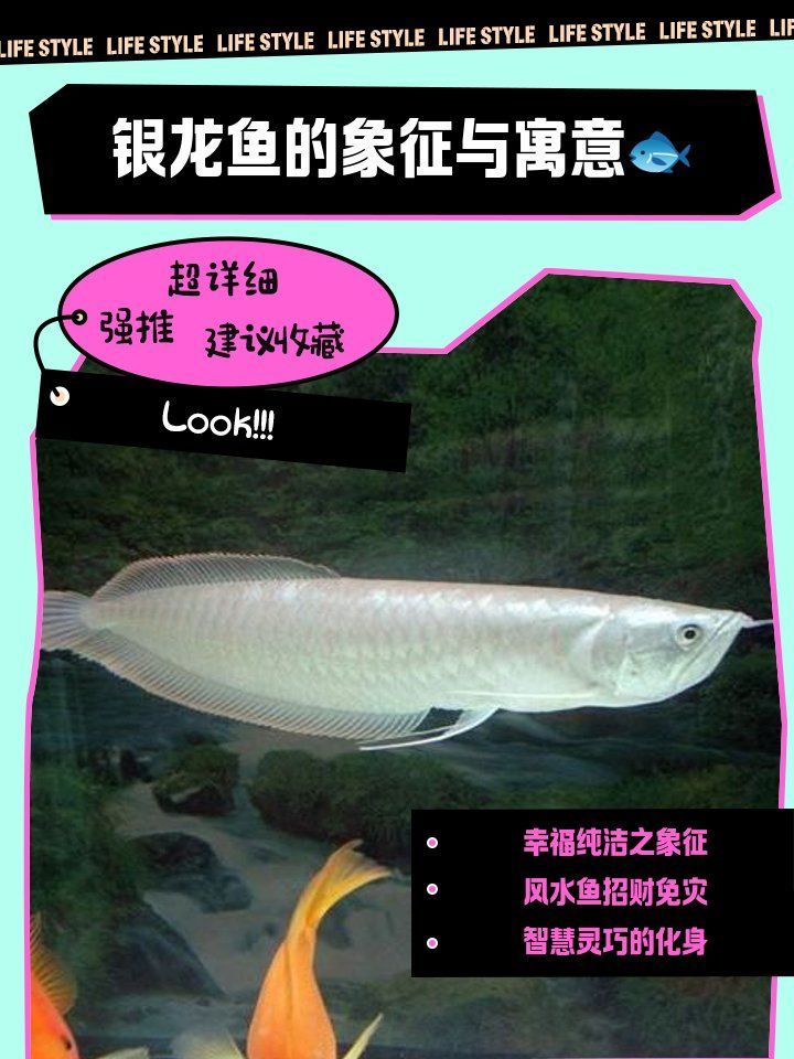 養一條銀龍魚代表什么，養一條銀龍魚代表什么，養一條銀龍魚代表什么象征與寓意