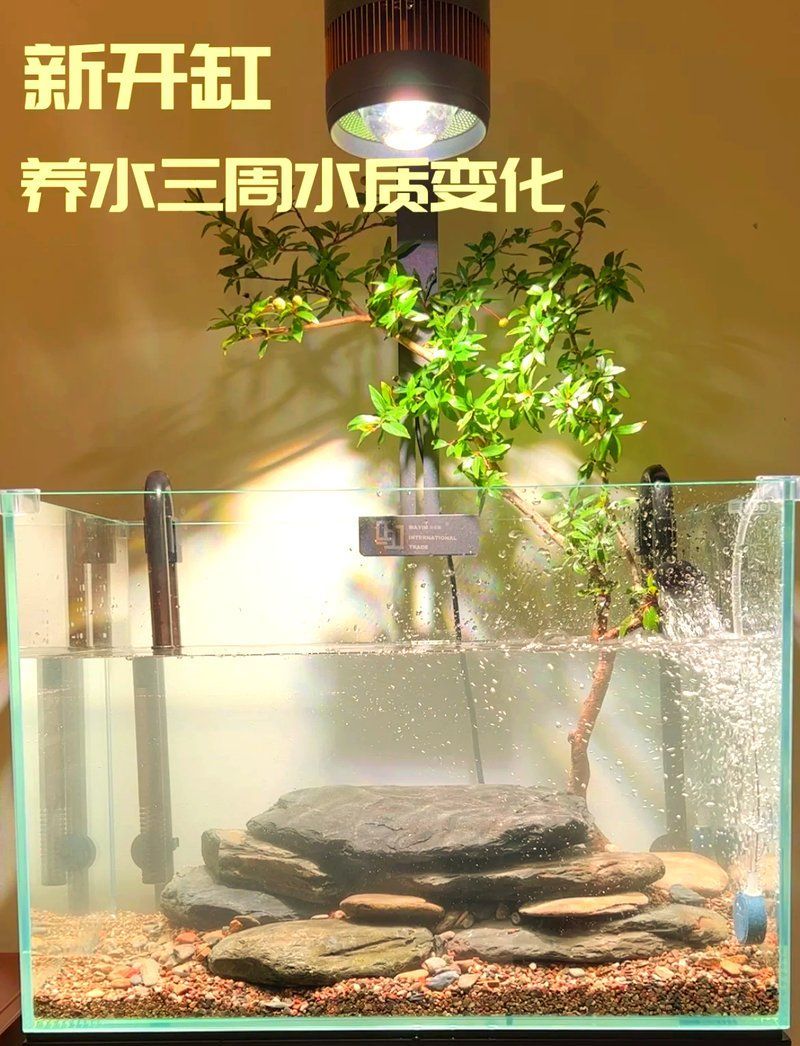 清洗魚(yú)缸后多久水質(zhì)會(huì)穩(wěn)定，清洗魚(yú)缸后多久可以喂魚(yú)？