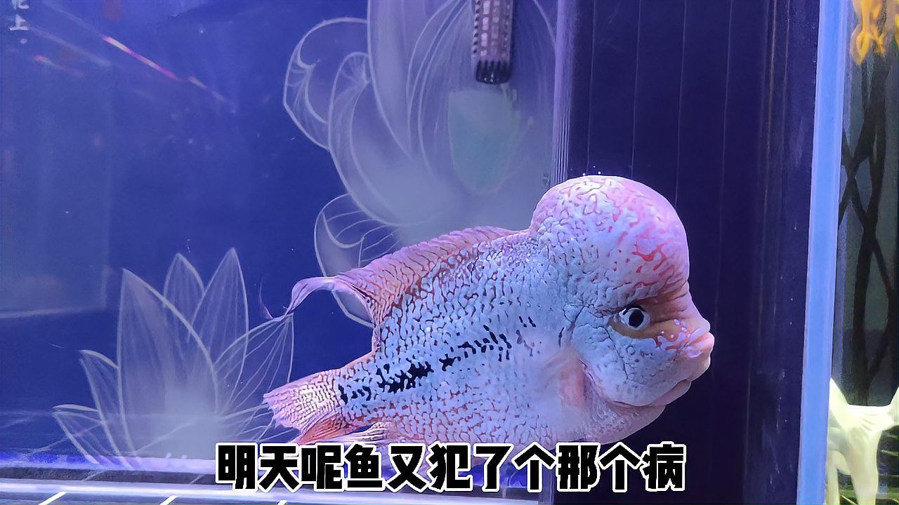清洗魚(yú)缸后多久水質(zhì)會(huì)穩(wěn)定，清洗魚(yú)缸后多久可以喂魚(yú)？