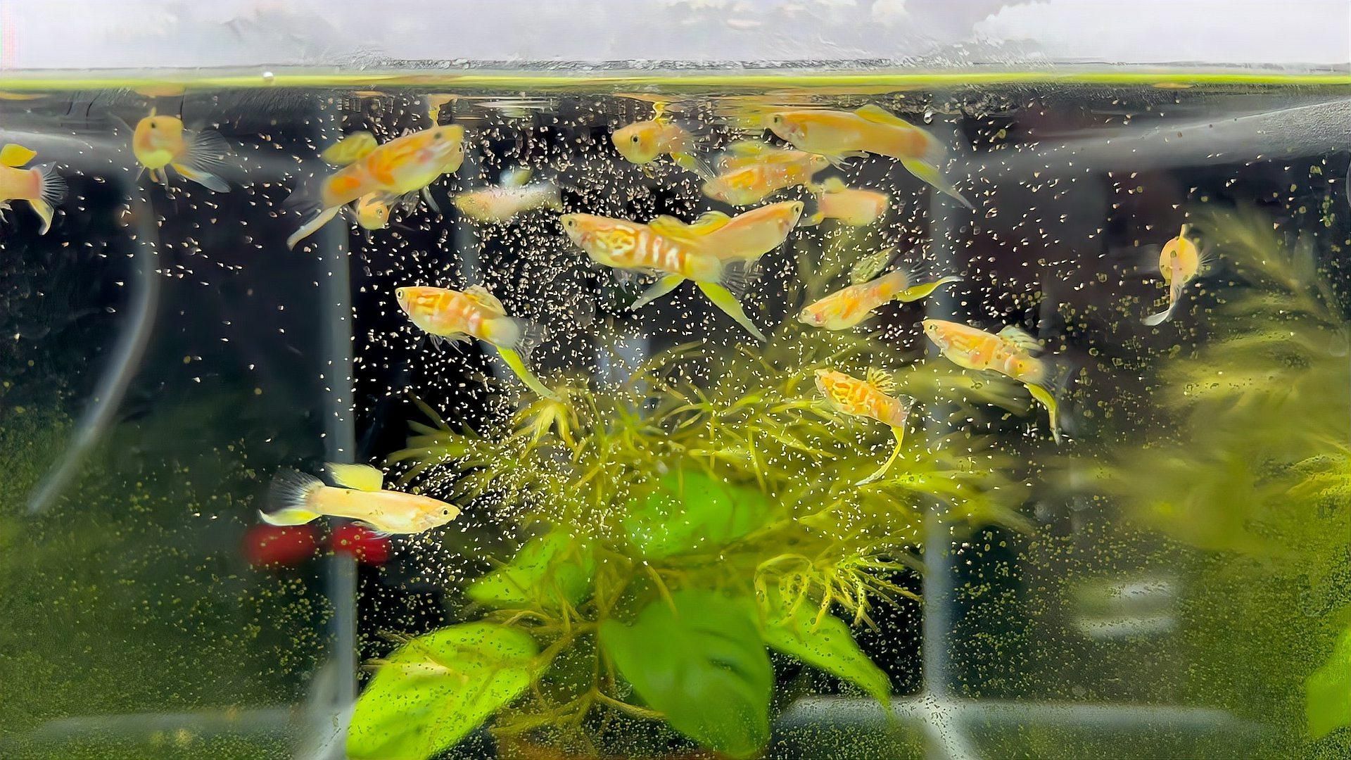 清洗魚(yú)缸后多久水質(zhì)會(huì)穩(wěn)定，清洗魚(yú)缸后多久可以喂魚(yú)？