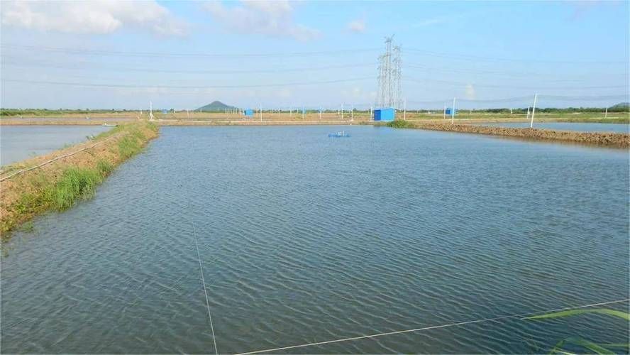 長汀地區有哪些著名的龍魚養殖基地？，福建長汀縣龍魚養殖基地是否存在具體命名的龍魚養殖基地
