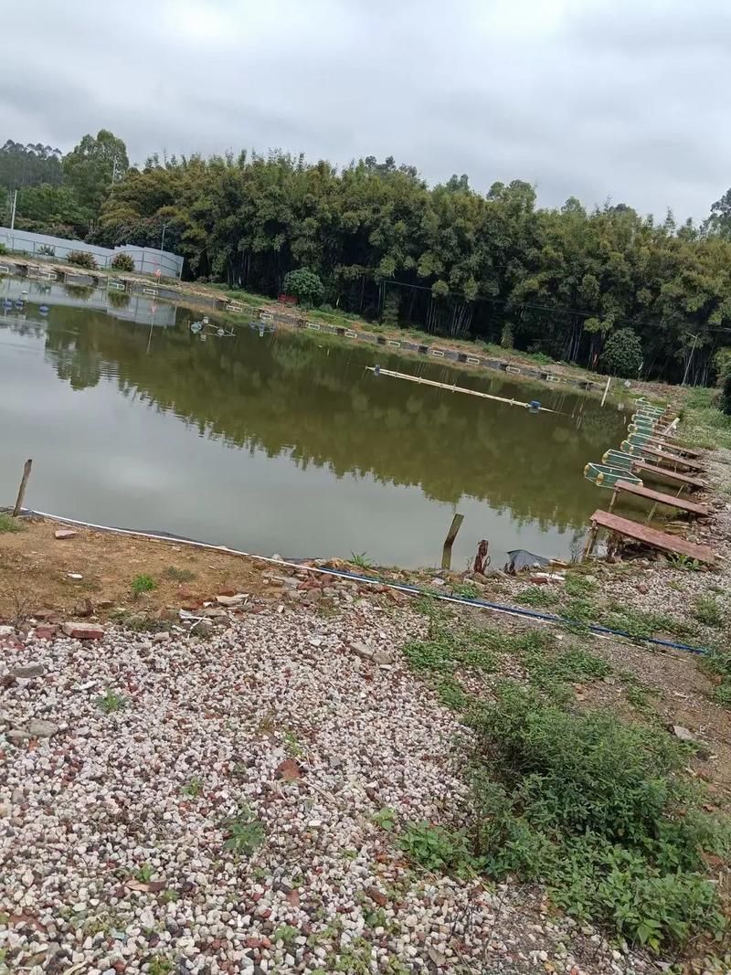 長汀地區有哪些著名的龍魚養殖基地？，福建長汀縣龍魚養殖基地是否存在具體命名的龍魚養殖基地