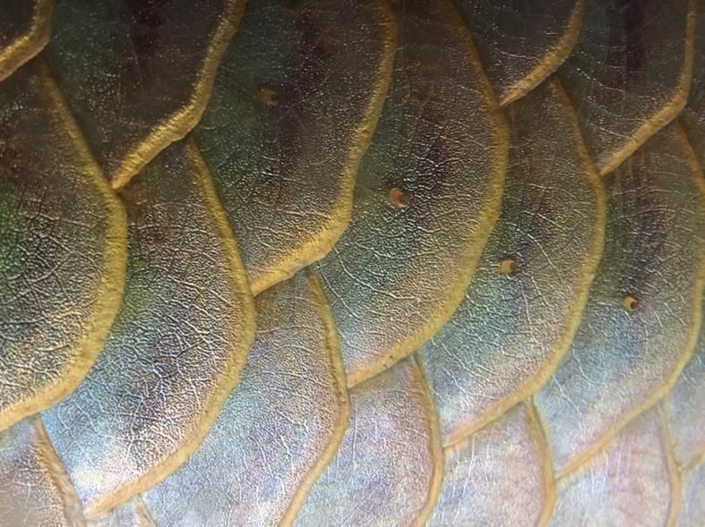 東源龍魚有哪些獨特品種？，東源龍魚有哪些獨特品種，