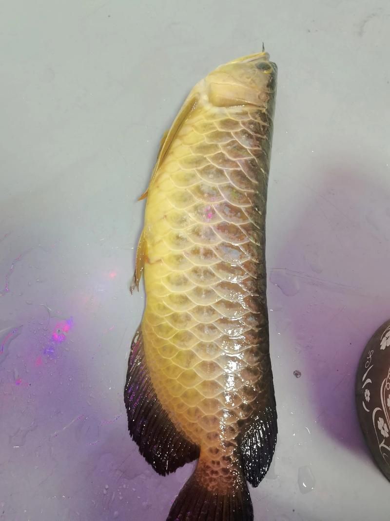 給我一張龍魚未化簽文的圖片