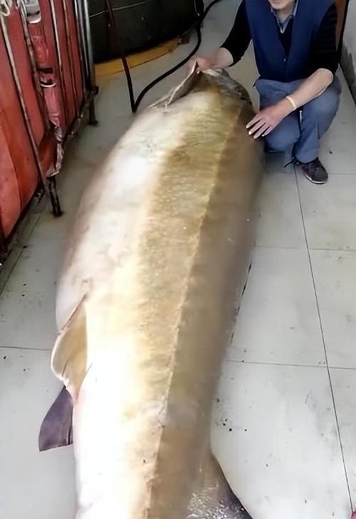 大興安嶺龍魚傳聞的起源是什么，大興安嶺“龍魚”的起源脈絡