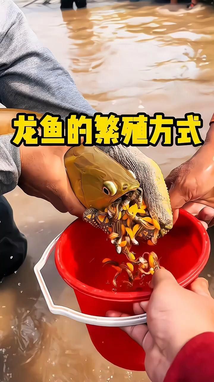 龍魚繁殖時的口腔孵卵過程是怎樣的？，全民小視頻，龍魚繁殖后如何護理？