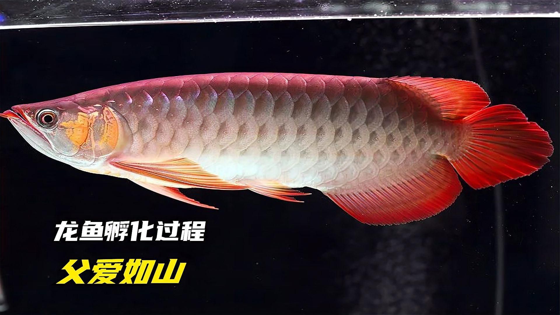 龍魚繁殖時的口腔孵卵過程是怎樣的？，全民小視頻，龍魚繁殖后如何護理？