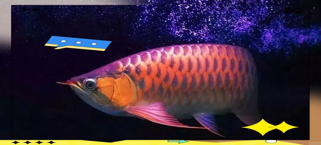 如何獲取昆明紅龍魚的最新價(jià)格？，如何獲取昆明紅龍魚的價(jià)格？