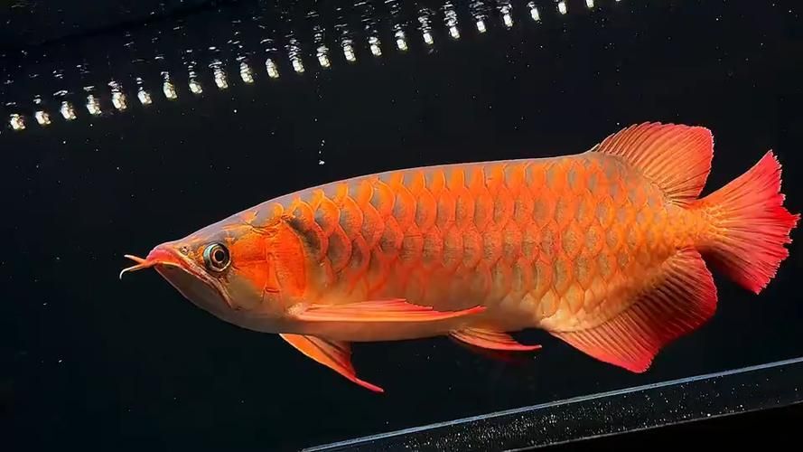 華安龍魚有哪些知名品牌？，“華安龍魚”是一個什么樣的品牌？