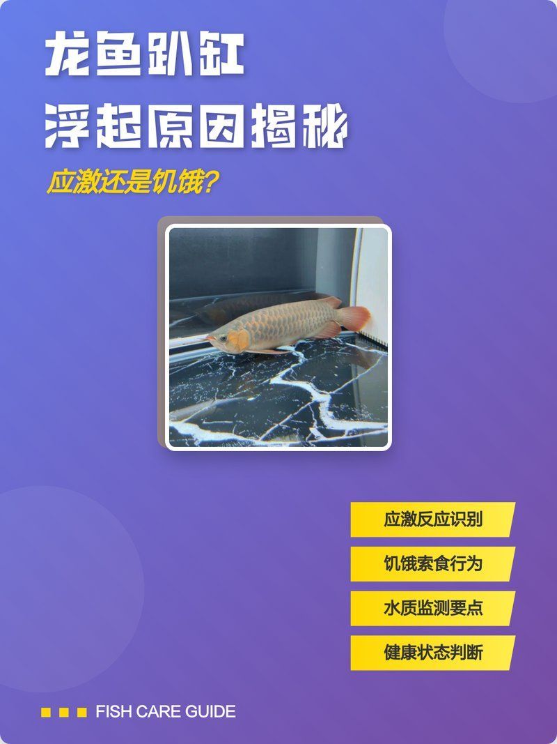 龍魚浮頭沉尾能完全恢復嗎，龍魚浮頭沉尾能完全恢復嗎金龍魚趴缸浮起原因揭秘