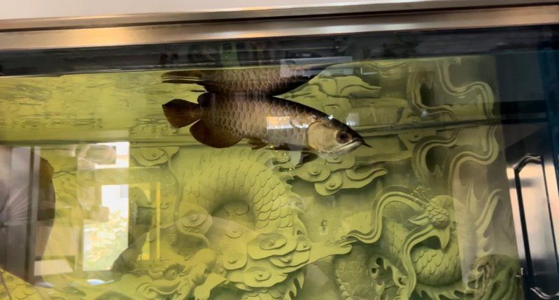 龍魚浮頭沉尾能完全恢復嗎，龍魚浮頭沉尾能完全恢復嗎金龍魚趴缸浮起原因揭秘