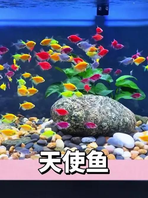 請?zhí)峁└嚓P(guān)于觀賞魚色彩形成的圖片，關(guān)于觀賞魚色彩形成的奧秘