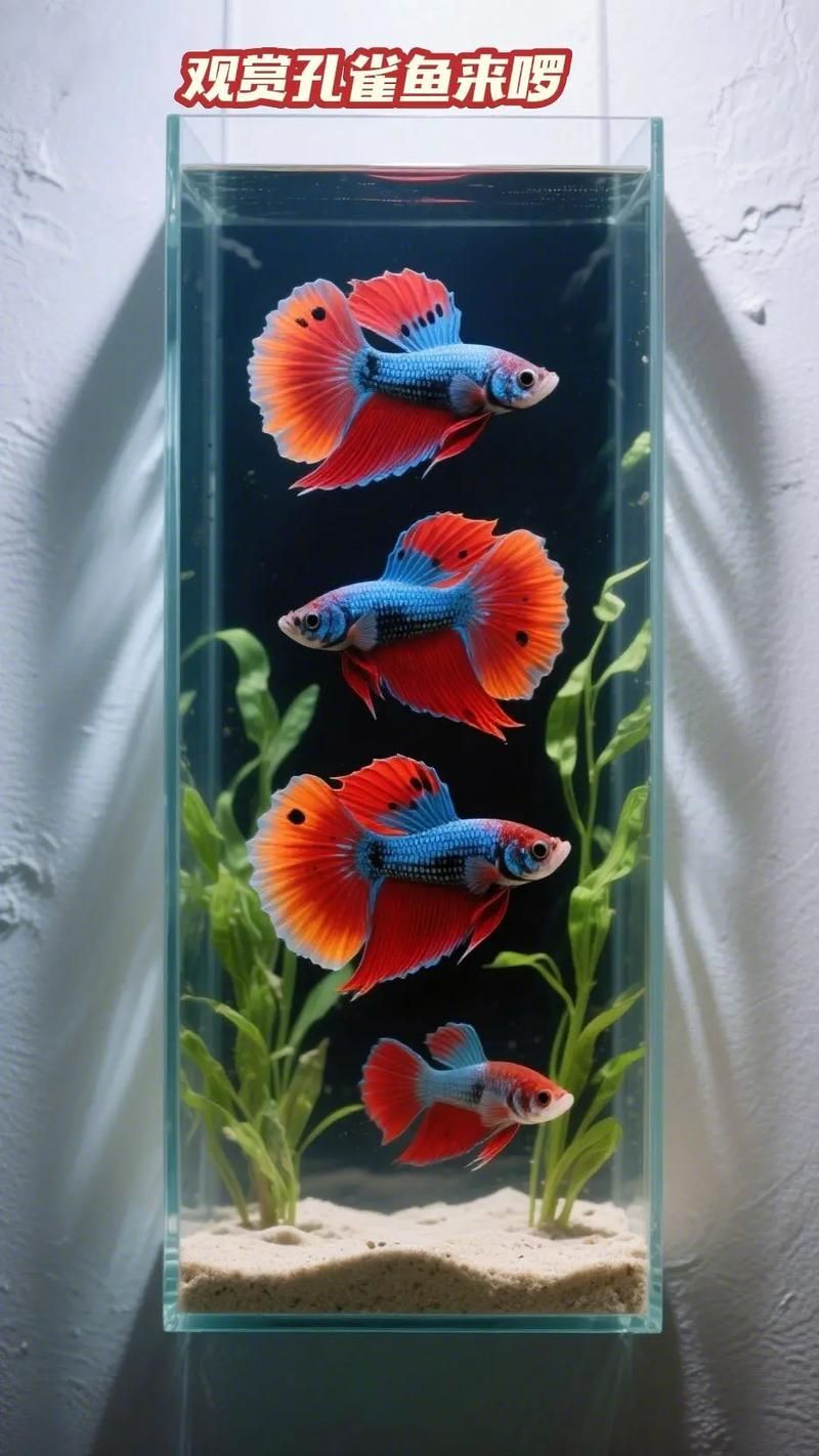 請?zhí)峁└嚓P(guān)于觀賞魚色彩形成的圖片，關(guān)于觀賞魚色彩形成的奧秘