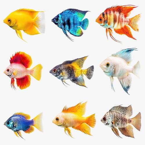 請?zhí)峁└嚓P(guān)于觀賞魚色彩形成的圖片，關(guān)于觀賞魚色彩形成的奧秘