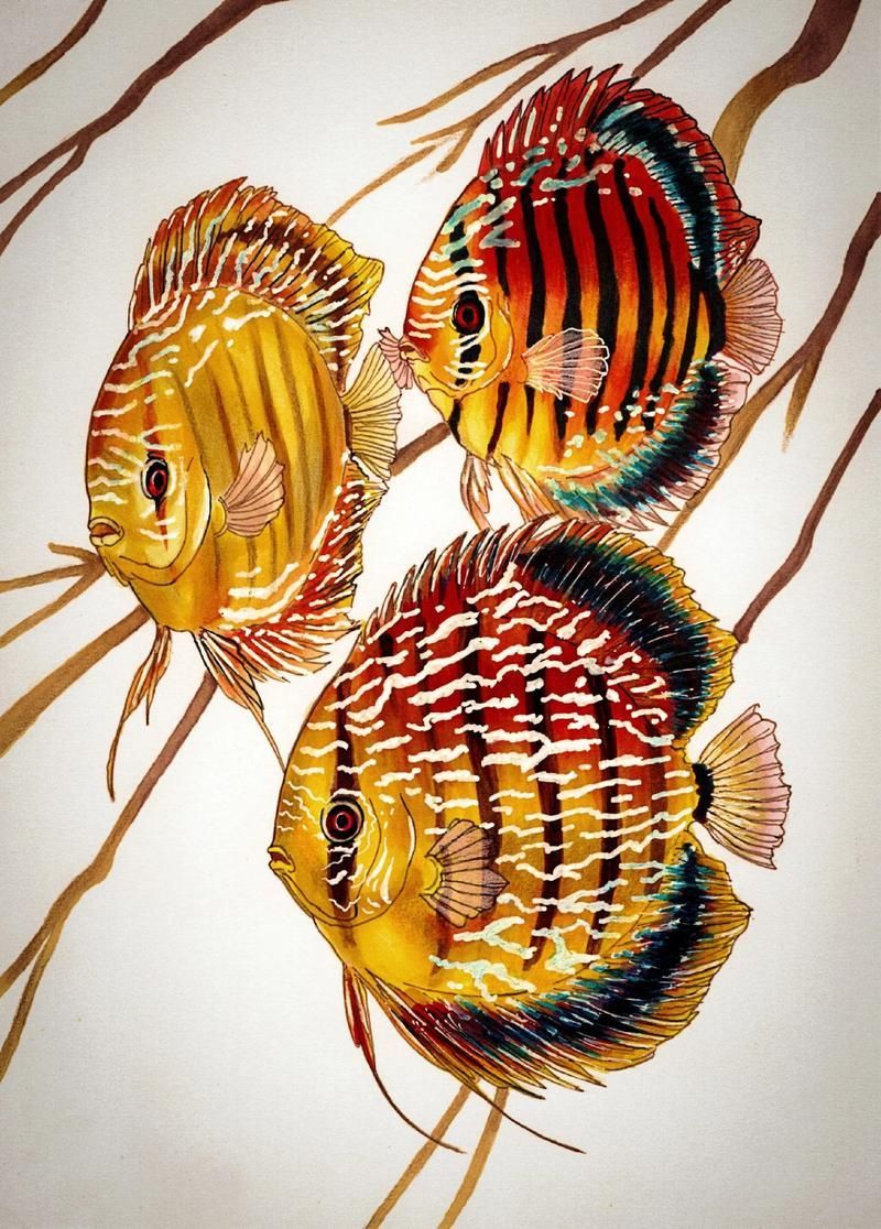 請?zhí)峁└嚓P(guān)于觀賞魚色彩形成的圖片，關(guān)于觀賞魚色彩形成的奧秘