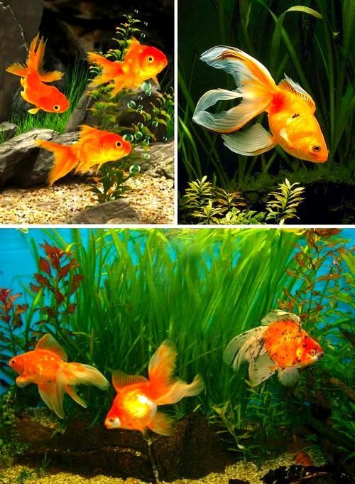 請?zhí)峁└嚓P(guān)于觀賞魚色彩形成的圖片，關(guān)于觀賞魚色彩形成的奧秘