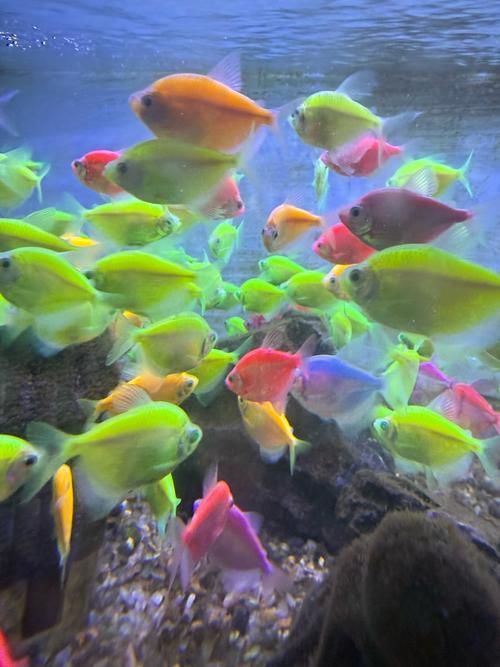 請?zhí)峁└嚓P(guān)于觀賞魚色彩形成的圖片，關(guān)于觀賞魚色彩形成的奧秘