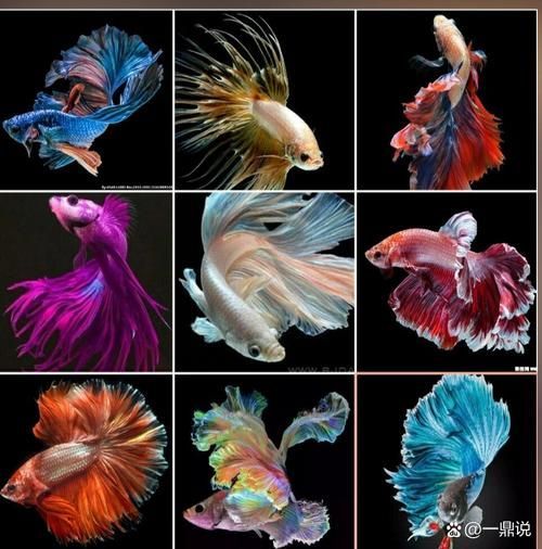 請?zhí)峁└嚓P(guān)于觀賞魚色彩形成的圖片，關(guān)于觀賞魚色彩形成的奧秘