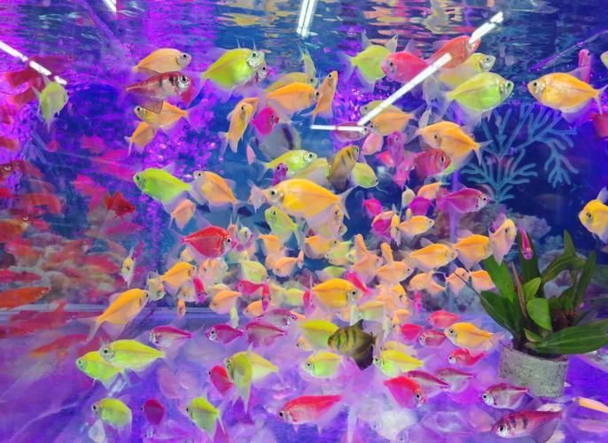 請?zhí)峁└嚓P(guān)于觀賞魚色彩形成的圖片，關(guān)于觀賞魚色彩形成的奧秘